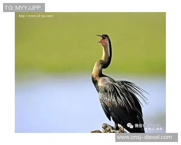 赞比亚与纳米比亚的足球对决精彩纷呈谁能赢得这场激烈较量