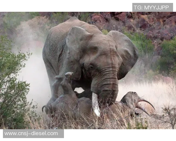 苦盏与阿哈尔的较量：探索两种文化的深厚底蕴与独特魅力