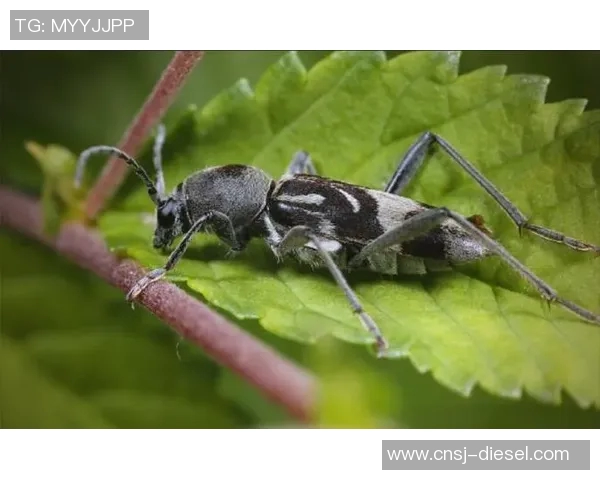 探索3D天牛图库图的奇妙世界与生物多样性之美