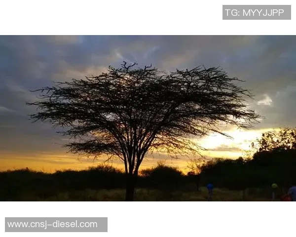 罗西琼斯的传奇人生与艺术成就探秘之旅